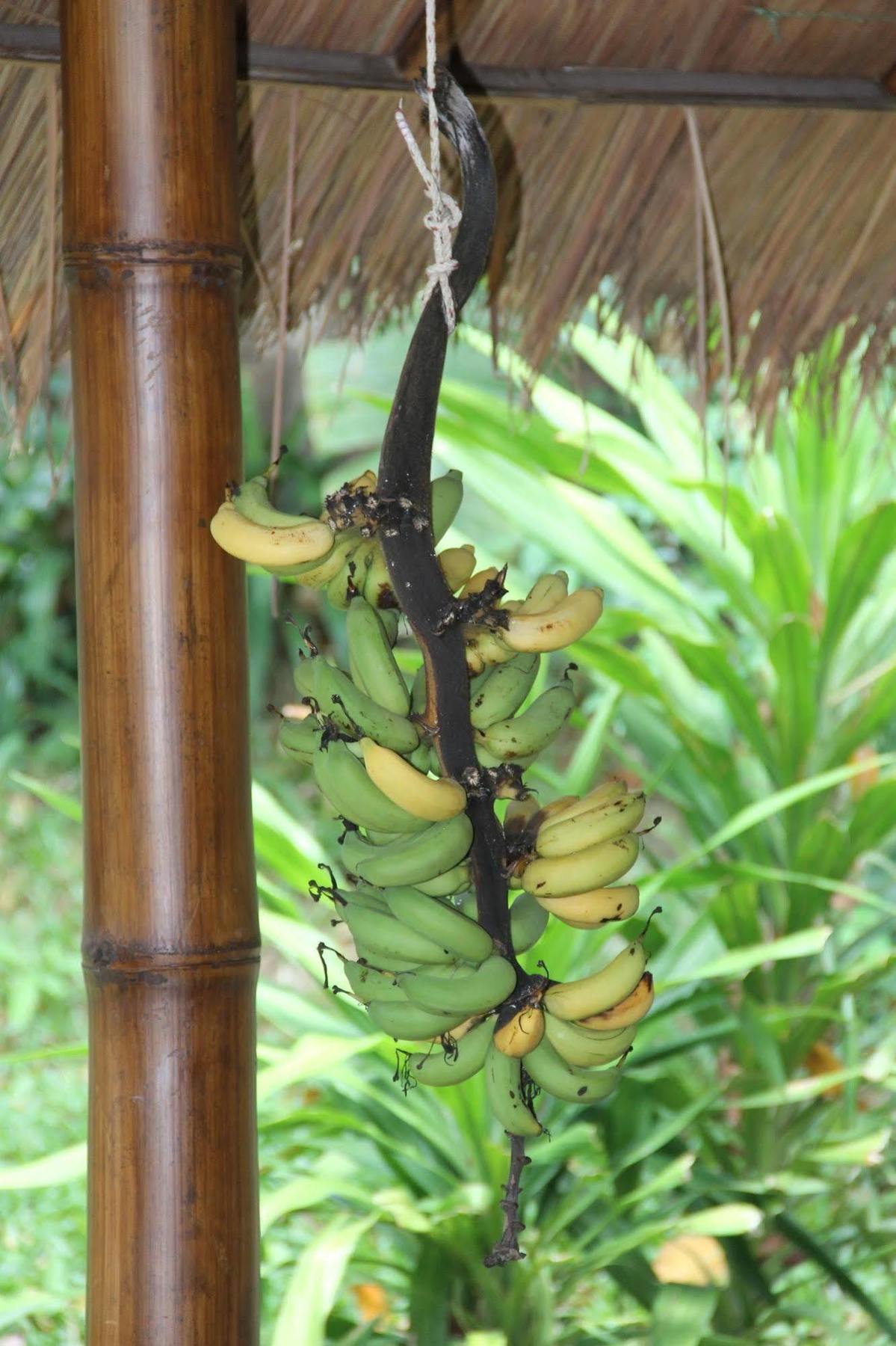 Gecko Lipe Resort Exterior photo